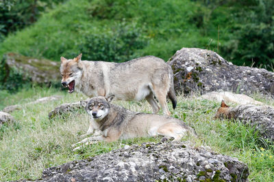 Wolves on grass