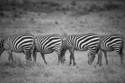 Zebras in a field