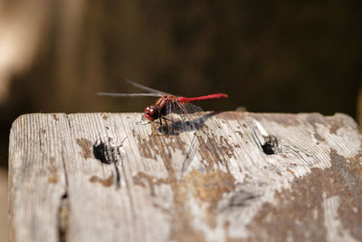 Close-up of insect on wood