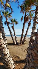 Palm trees on beach against sky