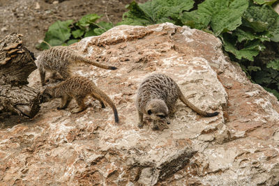 Suricate or meerkat suricata suricatta