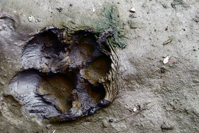 Full frame shot of tree trunk