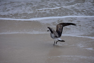 Bird flying over beach