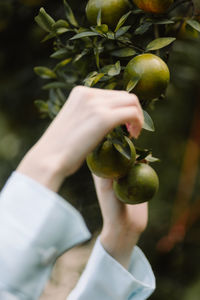 Cropped hand of woman holding apples