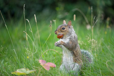 A conker is held firmly in the jaws of a grey squirrel that is stood amongst grass