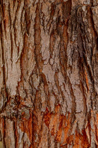 Full frame shot of tree trunk