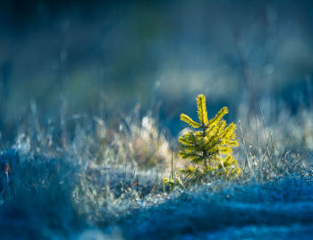 Close-up of yellow flowering plant on land