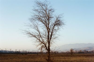 Bare tree on field against sky