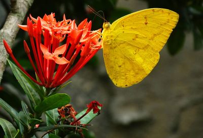 Close-up of yellow butterfly pollinating on ixora