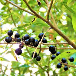 Close-up of berries growing on tree