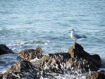 Seagull perching on rock by sea