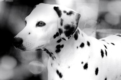 Close-up of dalmatian dog looking away