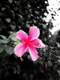 Close-up of pink hibiscus blooming outdoors