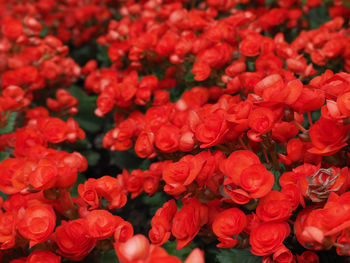 Full frame shot of red flowering plants