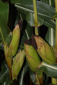 Close-up of fruits growing on tree