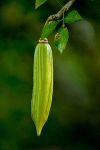 Close-up of green leaf