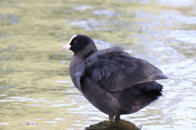 High angle view of duck swimming in lake