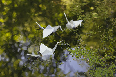 Close up origami cranes floating on water concept photo