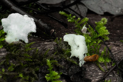 Close-up of mushrooms growing on land