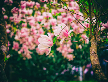 Close-up of pink flowers