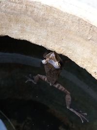 High angle view of fish swimming in lake