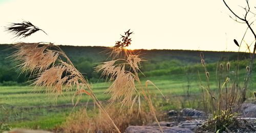 Close-up of grass in field against clear sky