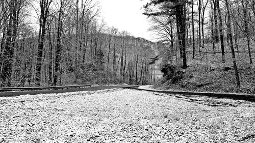 Bare trees in forest against sky