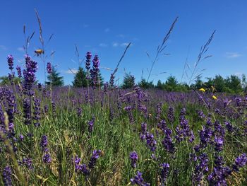 Purple flowers growing in field against blue sky