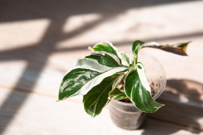 Close-up of plant