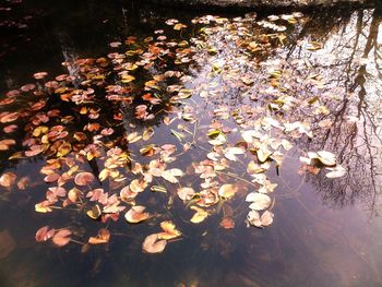 Reflection of trees in pond