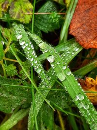 Full frame shot of wet leaves on rainy day