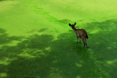 Sheep in water