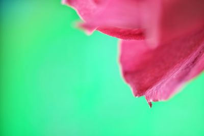 Close-up of water drops on red flower