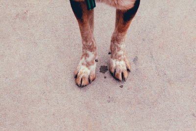 Cropped image of dog standing on footpath