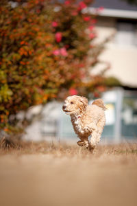 Small dog running on field