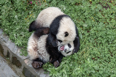 High angle view of panda bears lying on grass