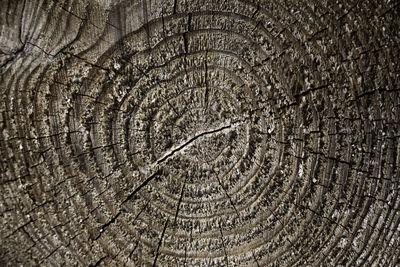 Full frame shot of tree stump