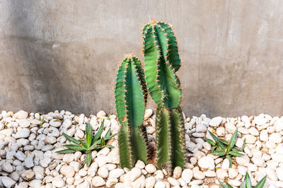 Close-up of cactus plant growing on stone wall