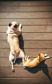 View of dog