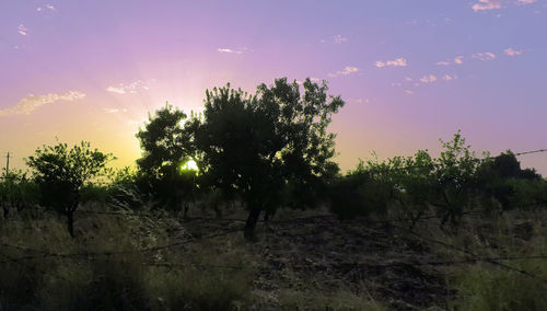 Silhouette trees on field against sky at sunset