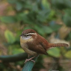 Close-up of bird perching on a tree