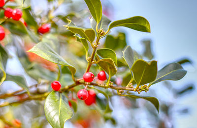 Close-up of berries on plant