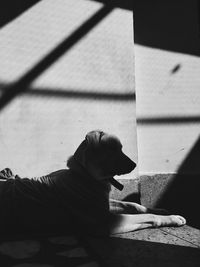 Black and white image of side view of dog sitting on floor in the shadow 