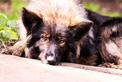 Close-up portrait of dog resting