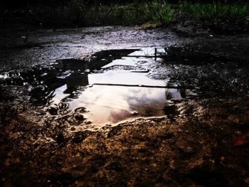 Reflection of trees in puddle