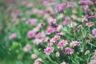 Close-up of purple flowering plants on field