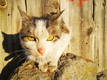 Close-up portrait of a cat