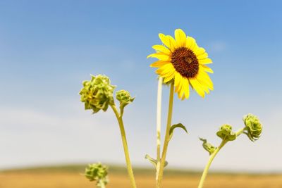 Close-up of sunflowers blooming on field against clear sky