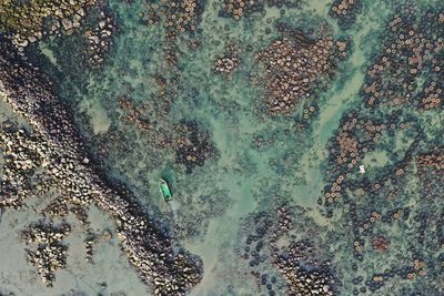 High angle view of starfish on beach