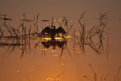 Silhouette plants by lake against sky during sunset